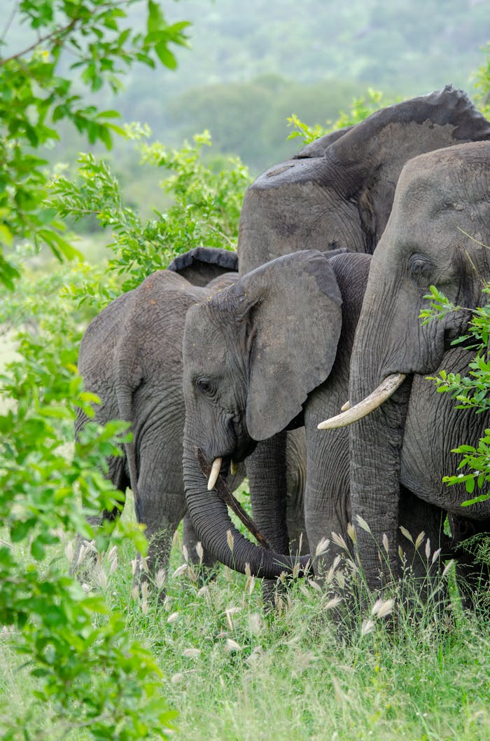 A group of African elephants grazing amidst lush greenery during a safari experience.