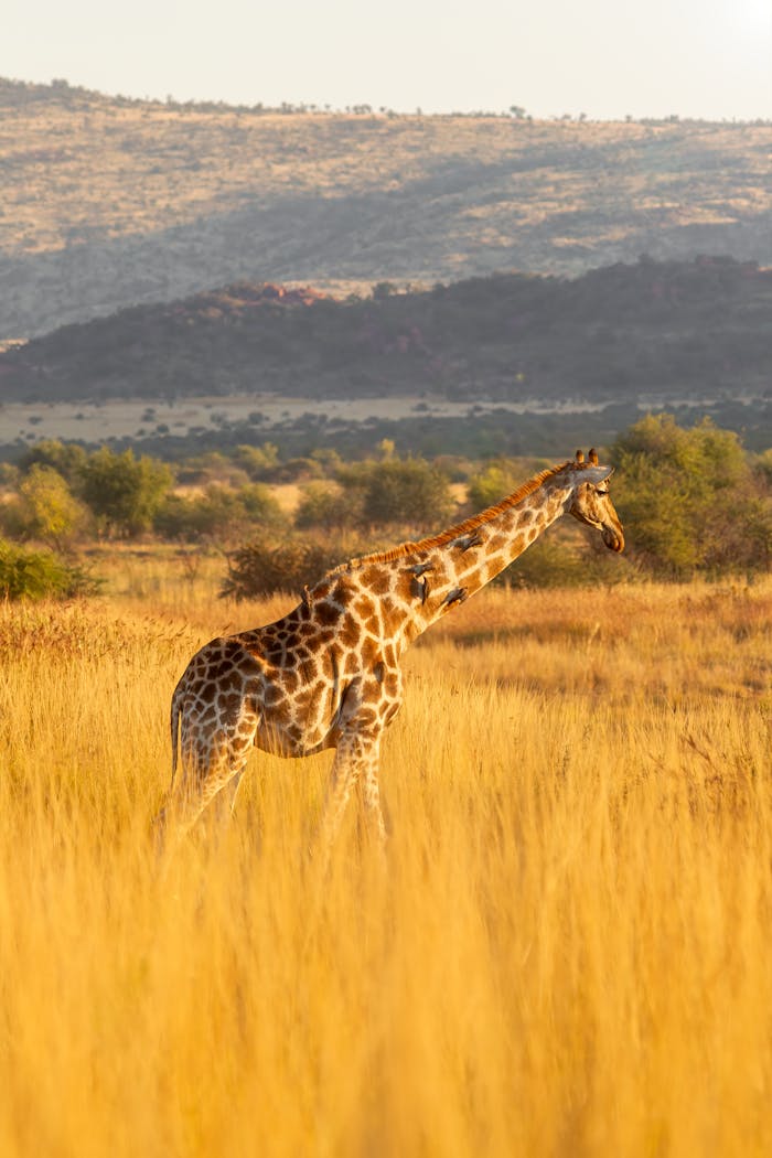 A majestic giraffe in a sunlit African savanna, showcasing wildlife in its natural habitat.