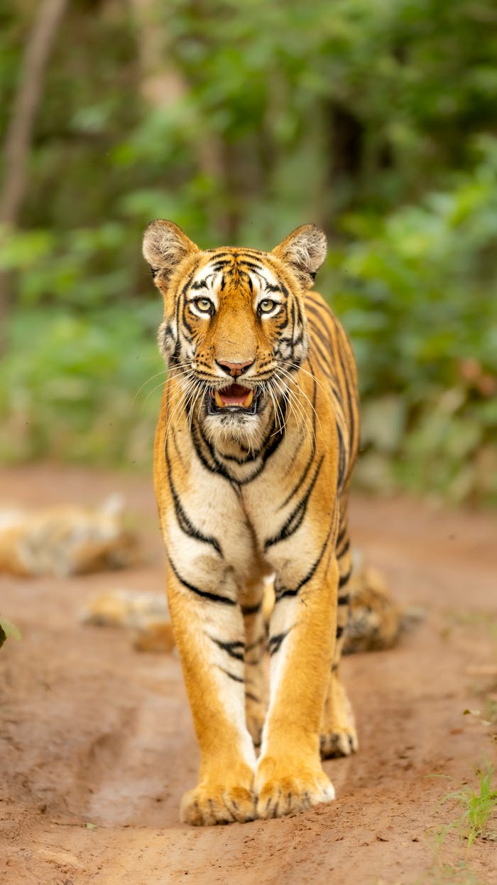 Close-up of a Bengal tiger walking through Karandla Forest, India.