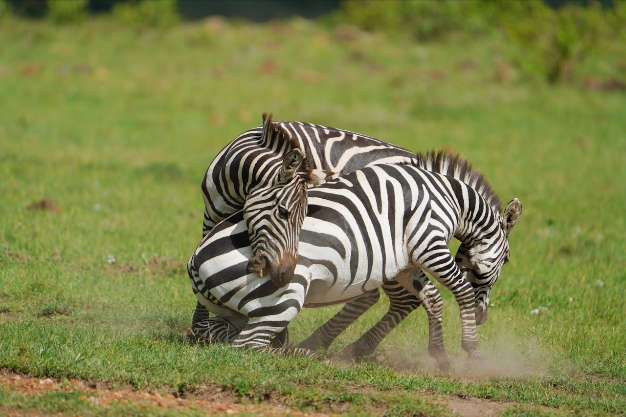                                Battle of the Stripes