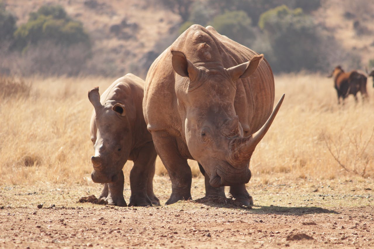 White rhinoceros mother and calf roaming a sunny South African savanna, captured in stunning wildlife photography.