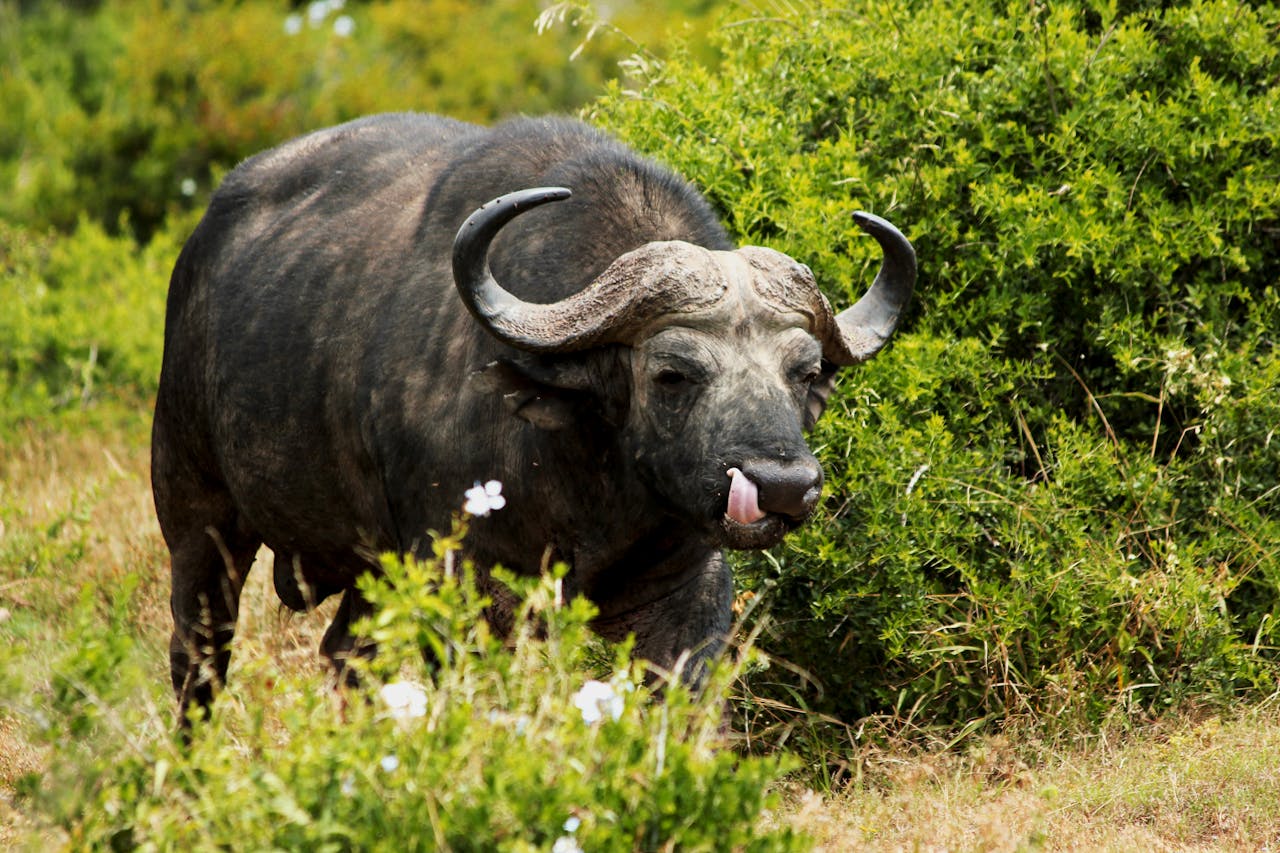 Majestic Cape Buffalo in the wild brush of South Africa, a rare wildlife sighting.